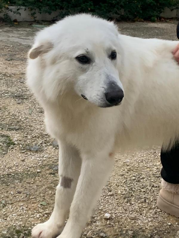 Gucci, un dolcissimo pastore svizzero Foto 5